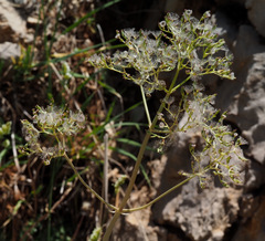 Valeriana italica