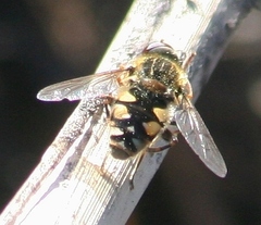 Parhelophilus rex