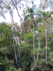 Bactris riparia
