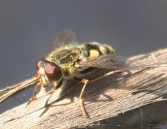 Parhelophilus rex