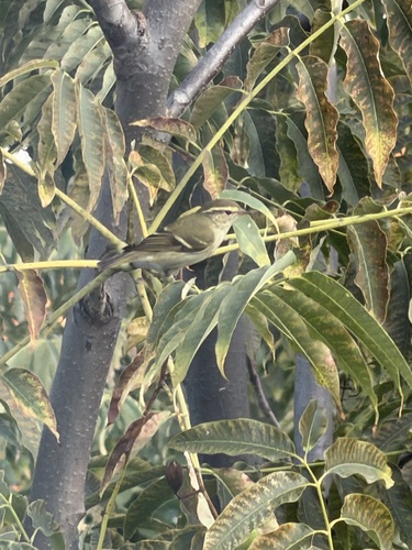 Yellow-browed Warbler