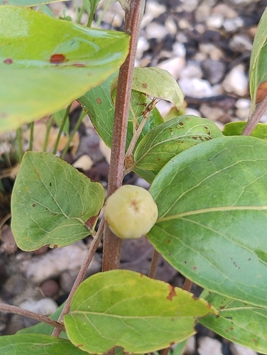 Petalostigma quadriloculare observed 2026-10-03
