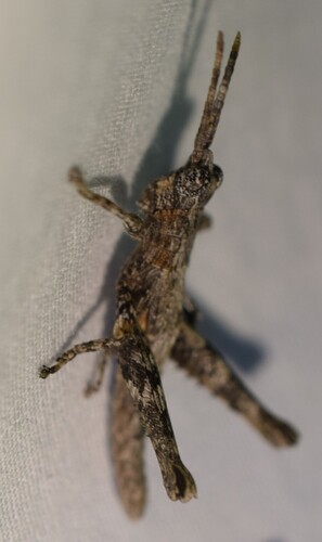 Clematodes larreae