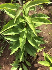 Pereskia