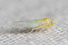 Zyginama tripunctata