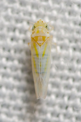 Zyginama tripunctata