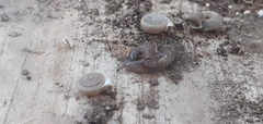 Gastrodontidae
