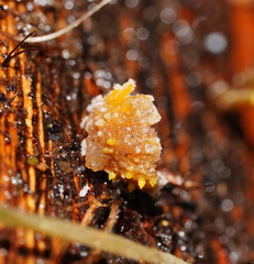 Neobarya agaricicola