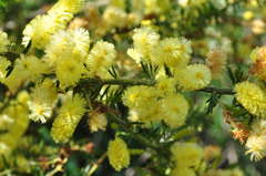 Acacia verticillata verticillata