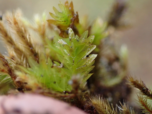 Fissidens adianthoides observed 2026-10-02
