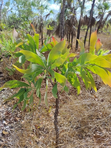 Persoonia falcata observed 2026-10-03
