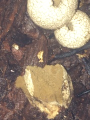 Lycoperdon compactum