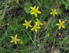 Ranunculus inundatus