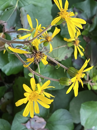 leopard-plant