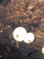 Lycoperdon compactum