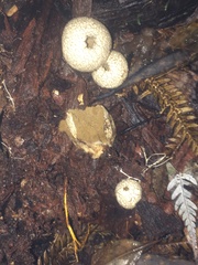 Lycoperdon compactum