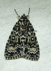 Acronicta heitzmani
