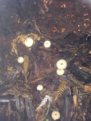 Lycoperdon compactum