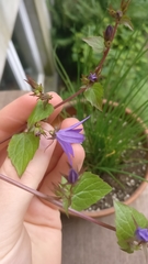 Campanula portenschlagiana