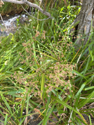 Scirpus microcarpus observed 2026-10-02