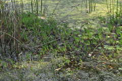 Myriophyllum simulans