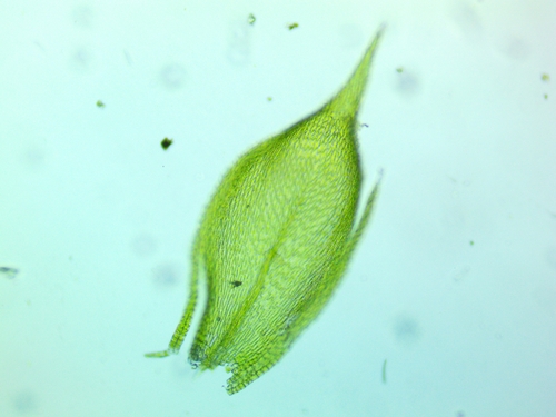 Homalotheciella subcapillata, 2026-09-27