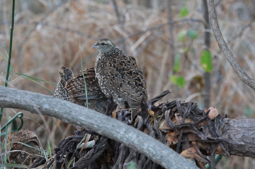 iNaturalist image