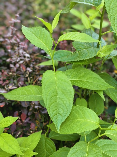 Du zhong (Eucommia ulmoides)