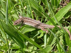 Lacerta agilis brevicaudata