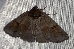 Zale submediana