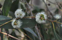 Eucalyptus falciformis
