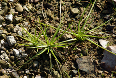 Isoetes asiatica