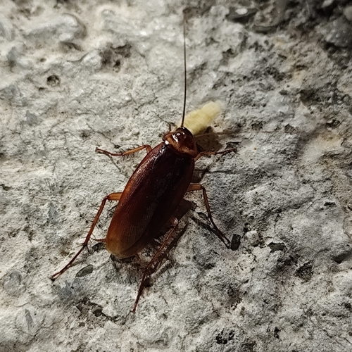 American Cockroach