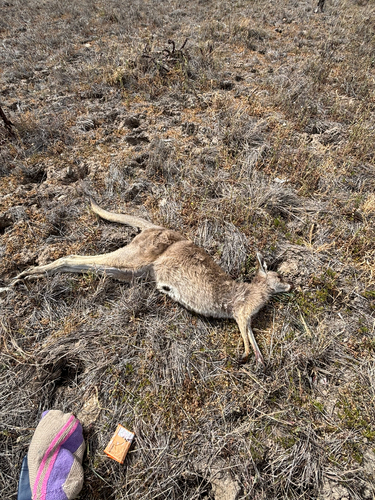Eastern Grey Kangaroo