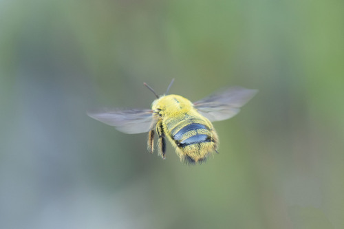 Double-banded Carpenter Bee photo 2