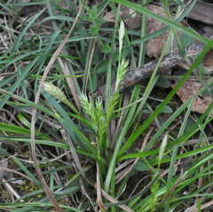 Carex breviculmis
