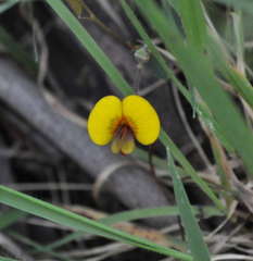 Bossiaea prostrata