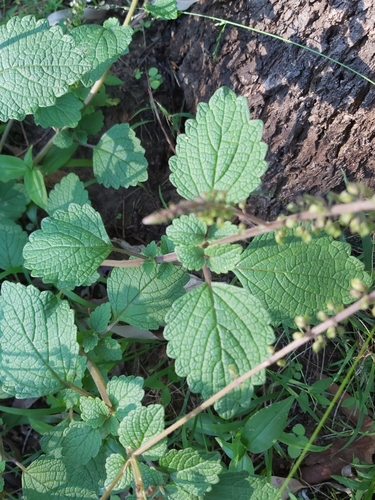 Coleus australis