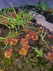 Drosera monticola