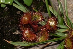 Drosera monticola
