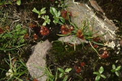 Drosera monticola