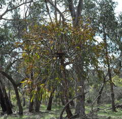 Amyema pendula pendula