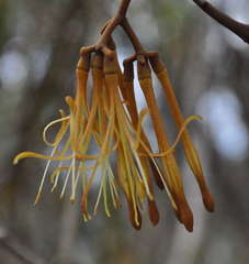 Amyema pendula pendula