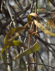 Amyema pendula pendula