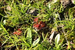 Drosera monticola