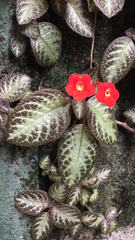 Episcia
