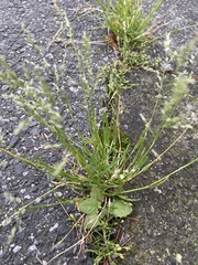 Poa annua