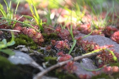 Drosera monticola