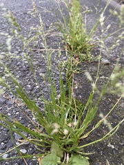 Poa annua