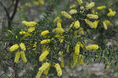 Acacia verticillata verticillata